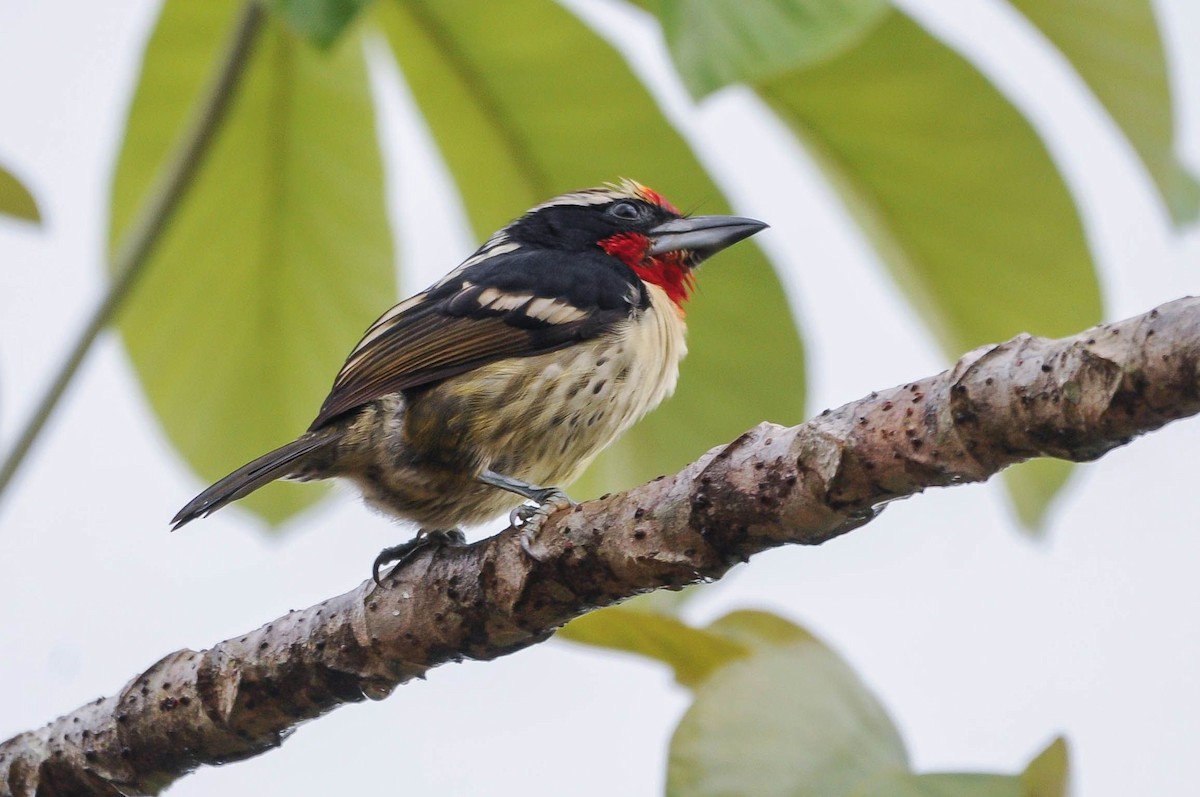 Black-spotted Barbet - Guilherme Serpa (Serpa Birdwatching)