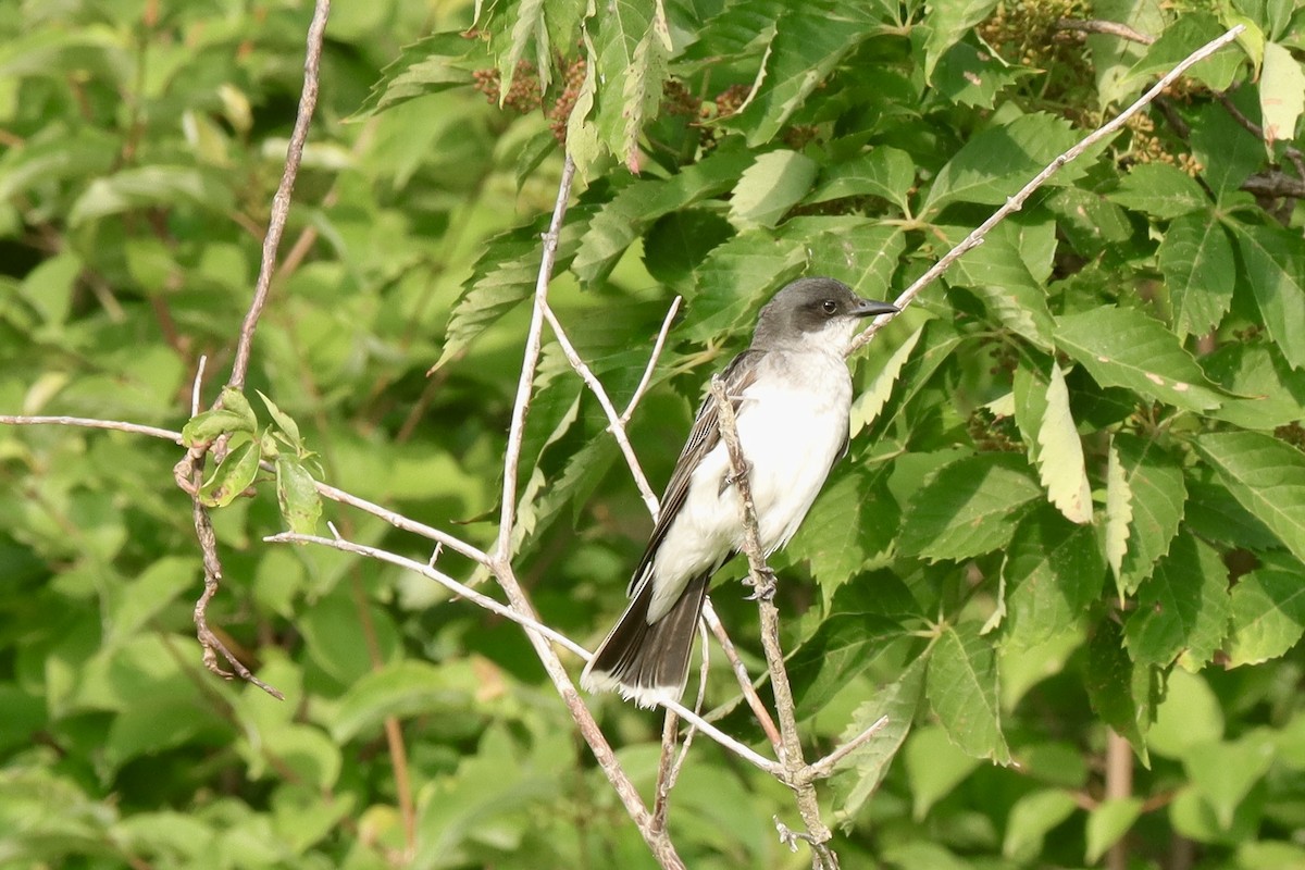 Eastern Kingbird - ML621421812