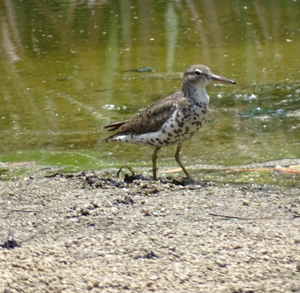 Spotted Sandpiper - ML621421866