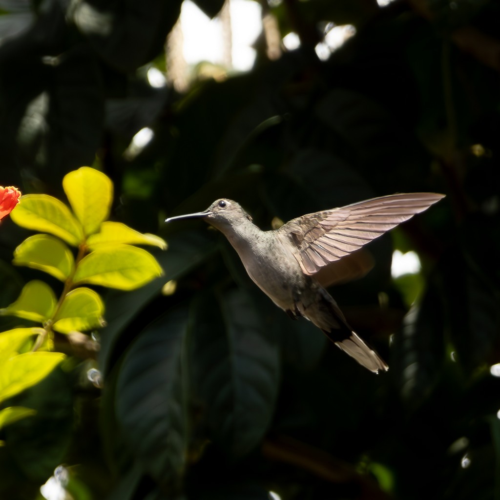 Gray-breasted Sabrewing (largipennis) - ML621421949