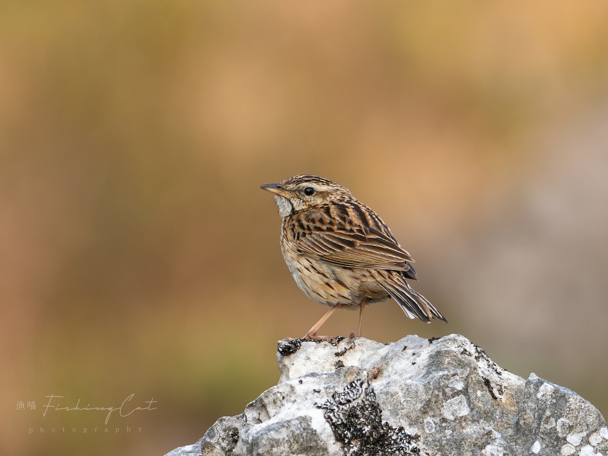 Upland Pipit - Fishing Cat