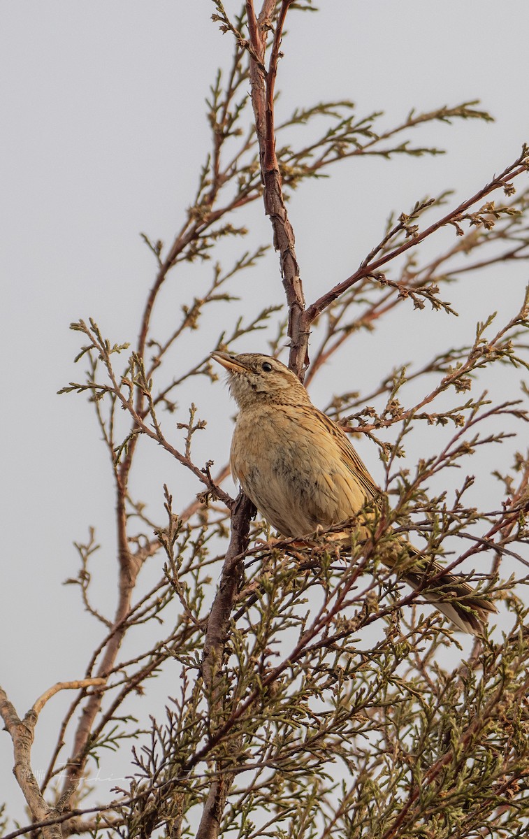 Upland Pipit - ML621421964