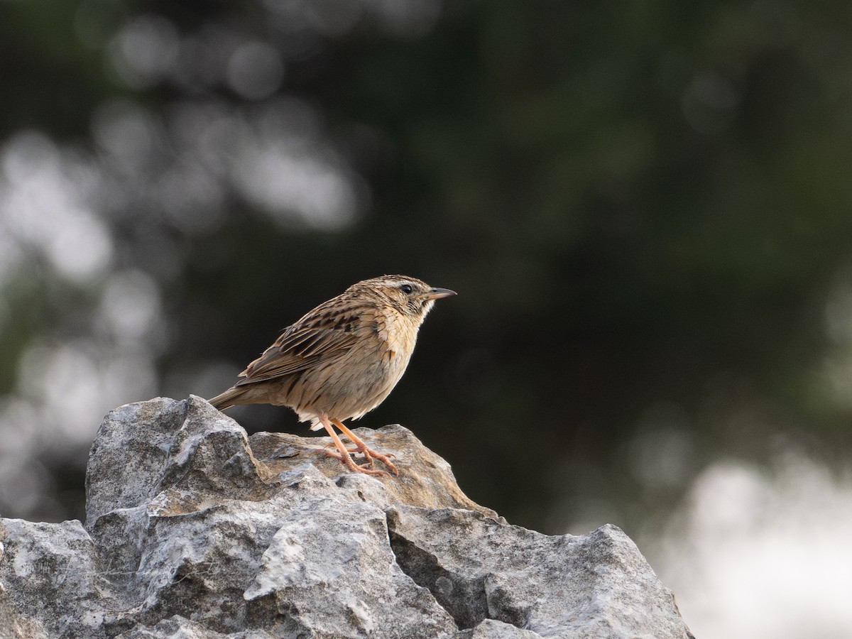 Upland Pipit - ML621421965