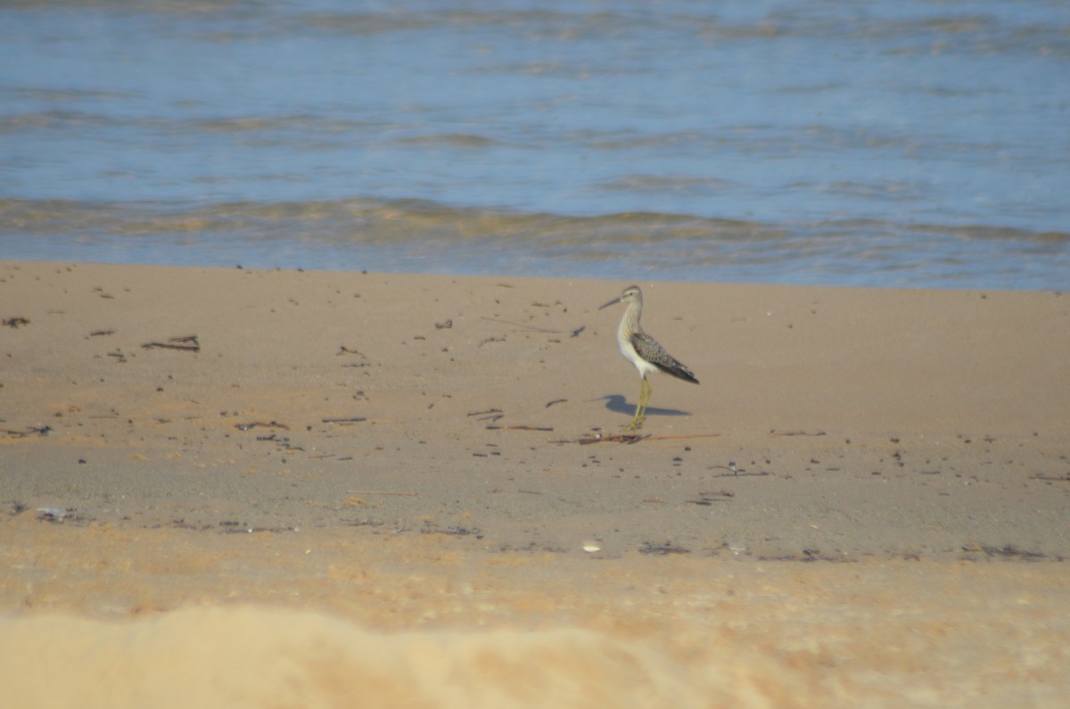 Stilt Sandpiper - ML621421966