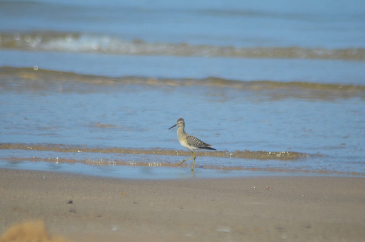 Stilt Sandpiper - ML621421979