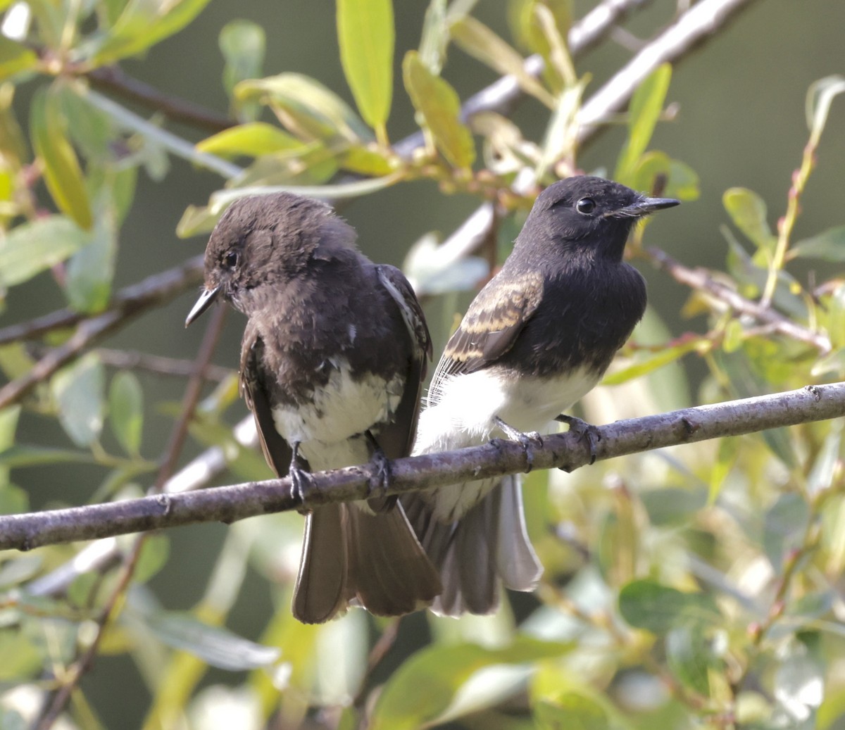 Black Phoebe - ML621421999