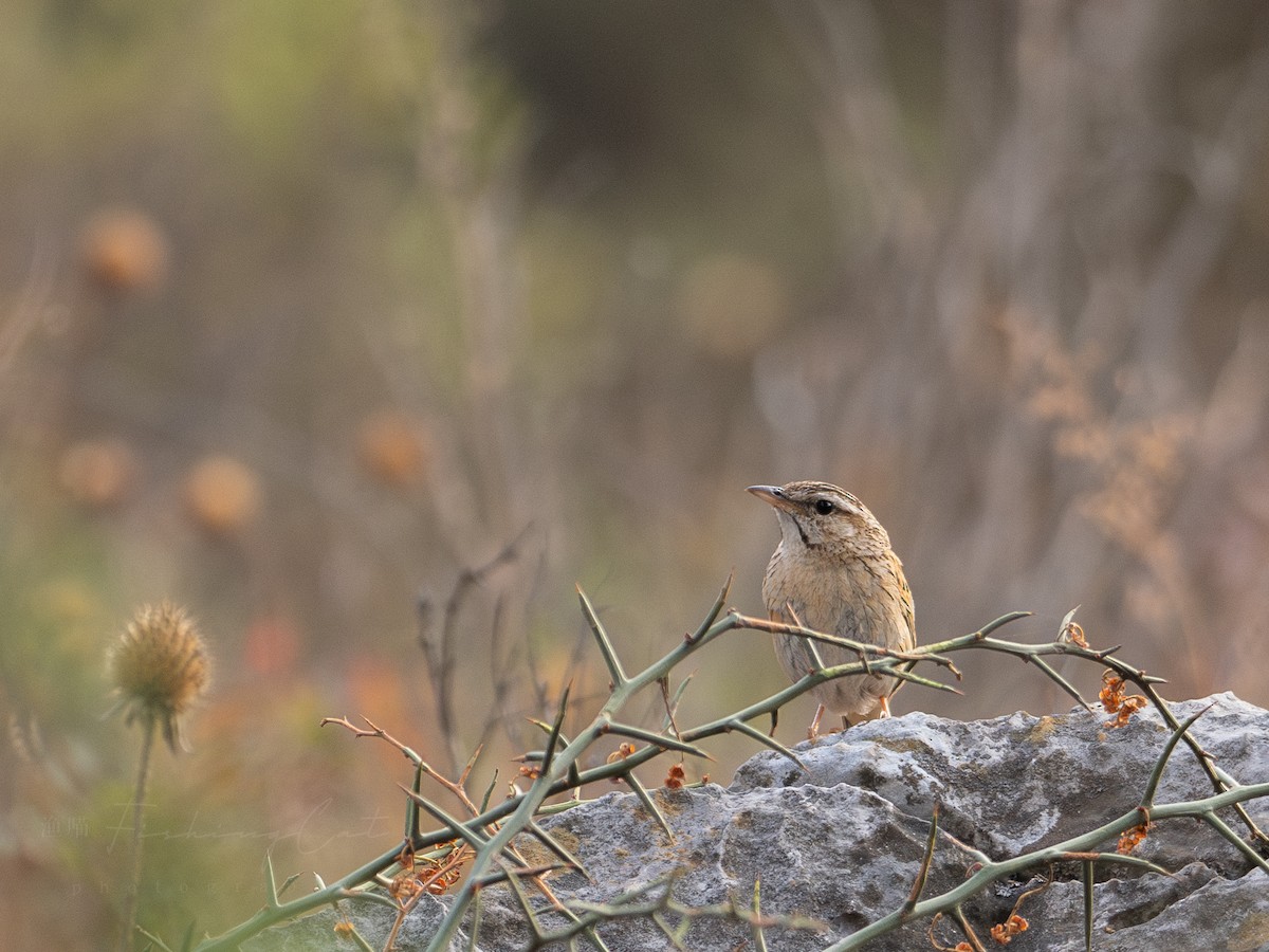 Upland Pipit - ML621422011