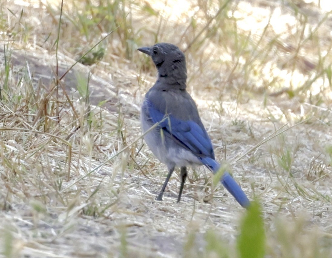 California Scrub-Jay - ML621422013