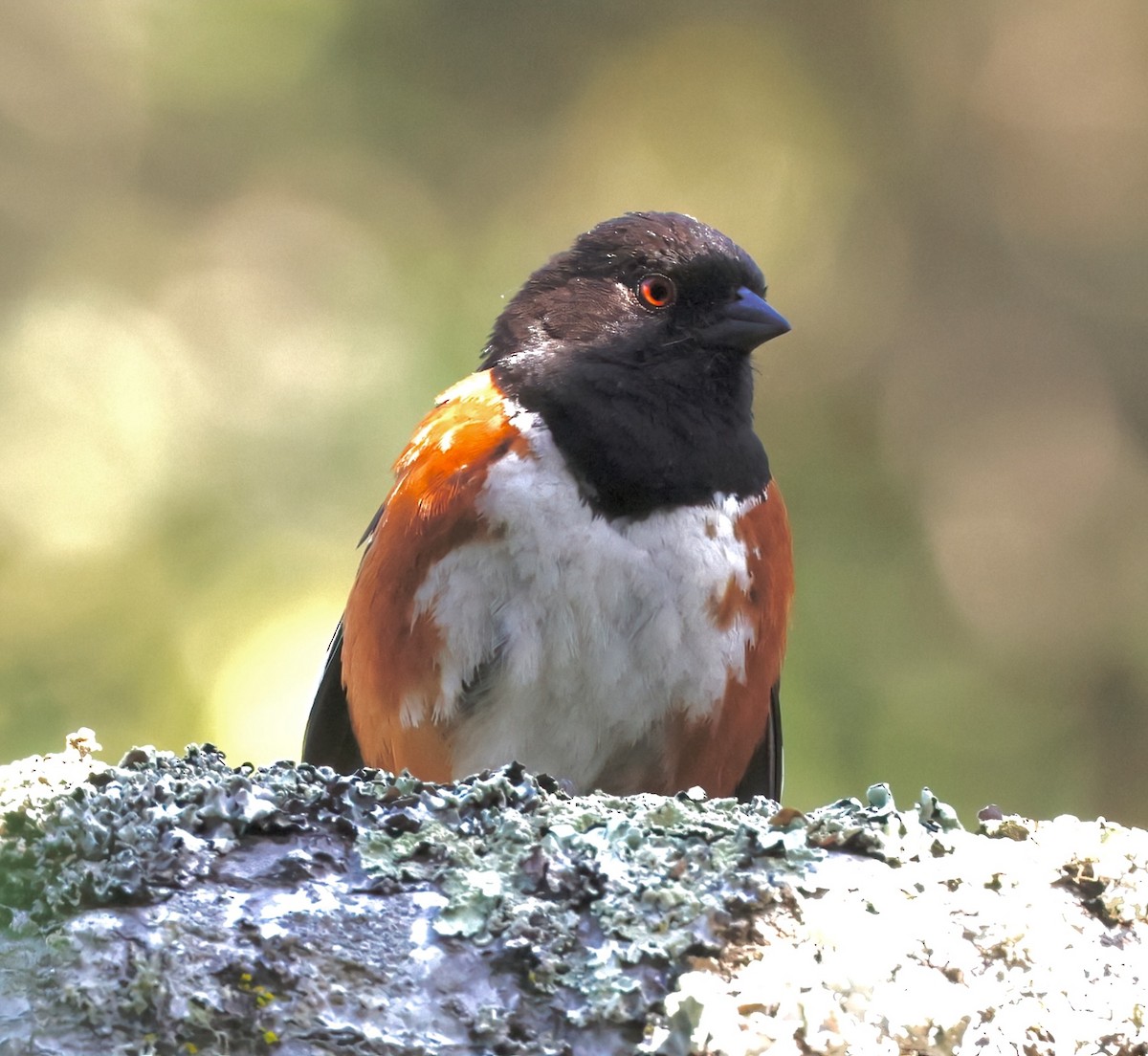 Spotted Towhee - ML621422019