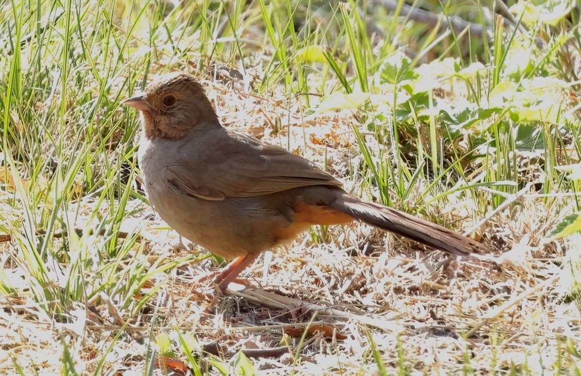 California Towhee - ML621422032