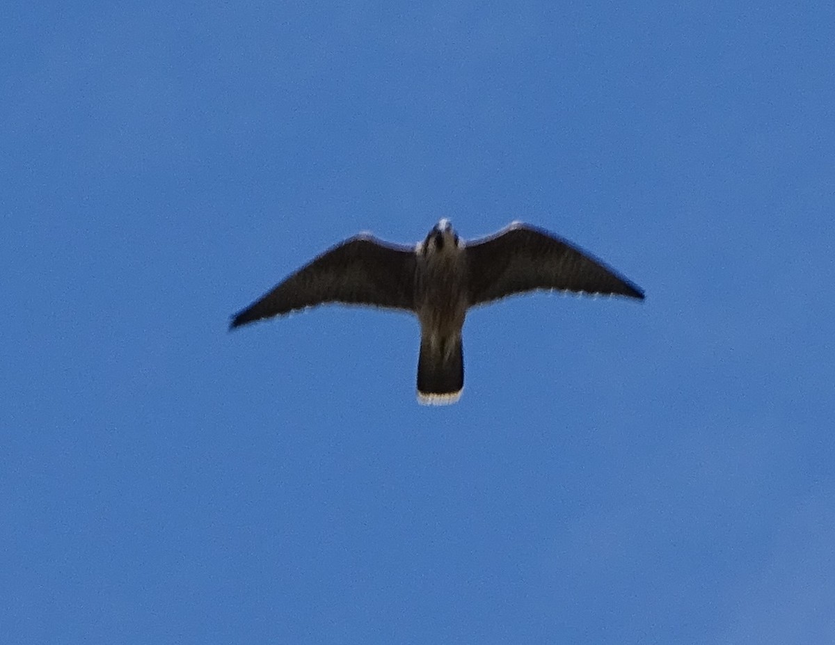 Peregrine Falcon - ML621422119