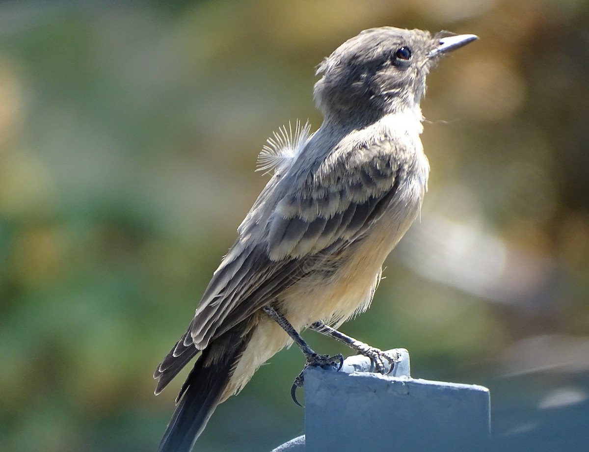 Say's Phoebe - ML621422222