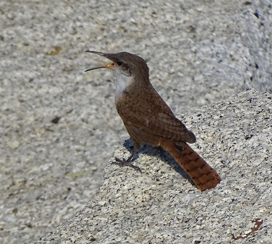 Canyon Wren - Robin Roberts