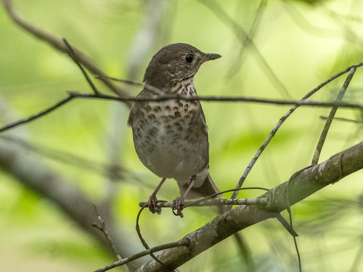 Gray-cheeked Thrush - ML621422277