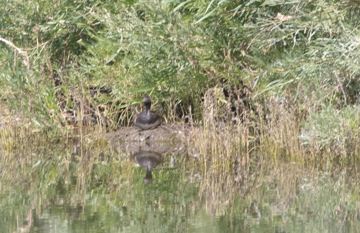 Eared Grebe - Chuck Gates