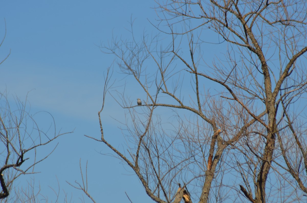 Northern Shrike - ML621422487