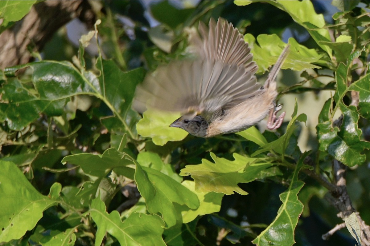 Grasshopper Sparrow - ML621422495