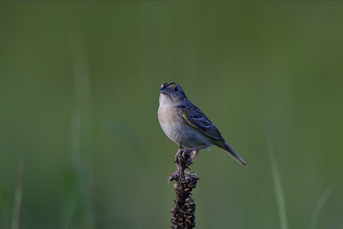 Grasshopper Sparrow - ML621422499