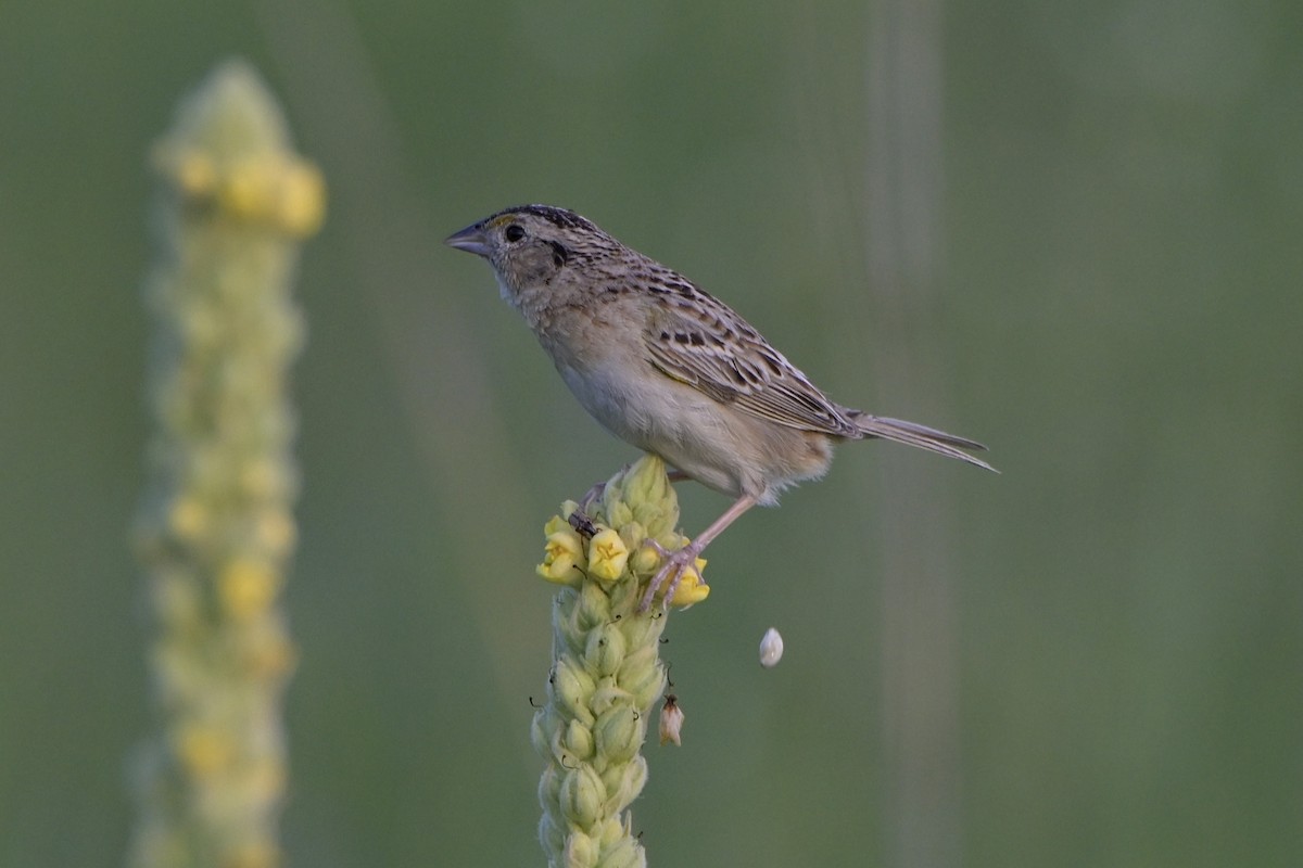 Grasshopper Sparrow - ML621422503
