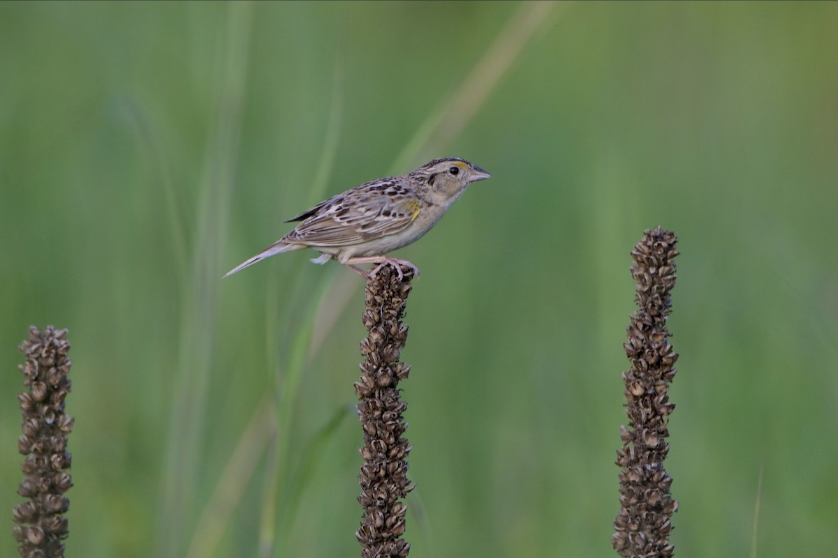 Grasshopper Sparrow - ML621422504