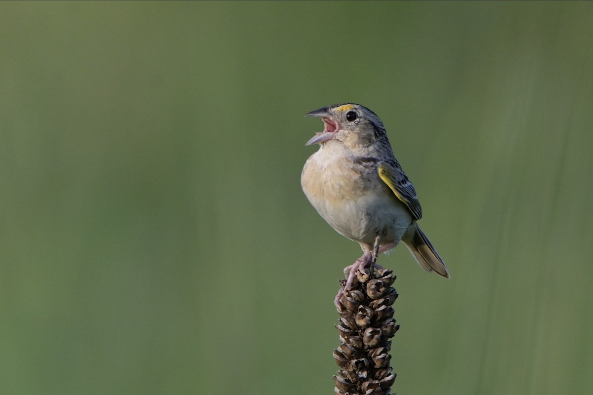 Grasshopper Sparrow - ML621422505