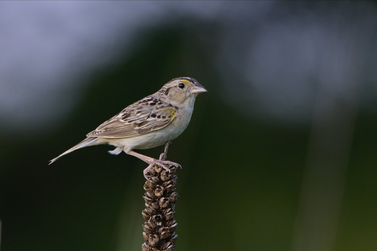 Grasshopper Sparrow - ML621422506