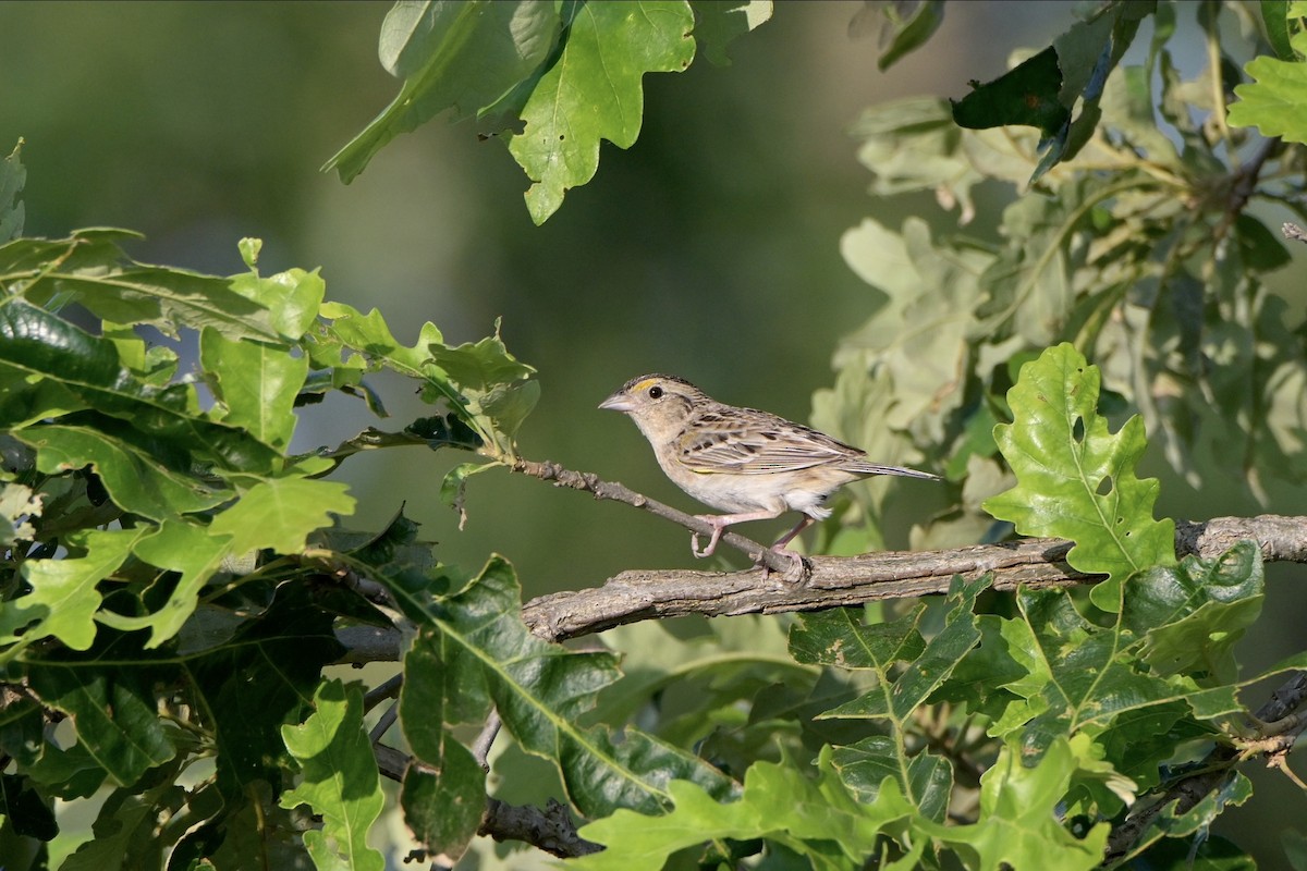 Grasshopper Sparrow - ML621422511