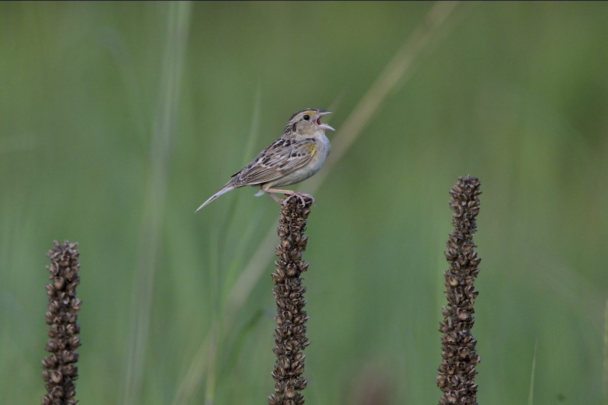 Grasshopper Sparrow - ML621422521