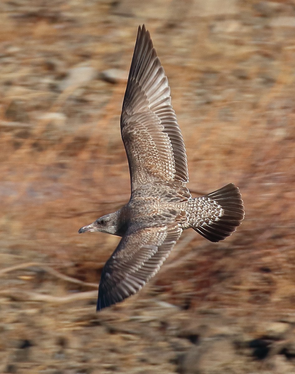 gråmåke (smithsonianus) (amerikagråmåke) - ML621422690