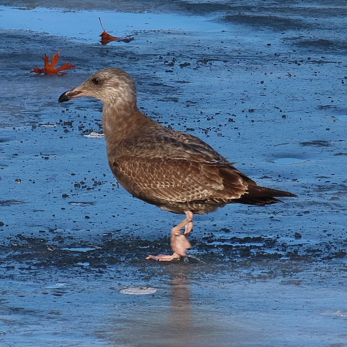 gråmåke (smithsonianus) (amerikagråmåke) - ML621422719