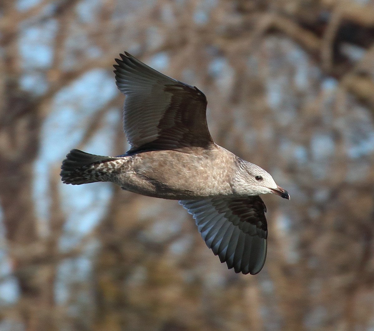 Herring Gull (American) - ML621422736