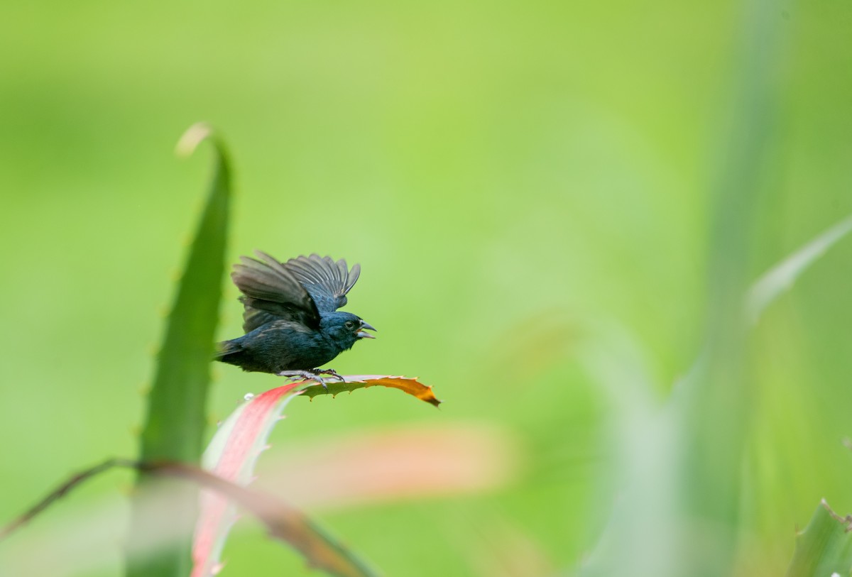 Blue-black Grassquit - ML621422741