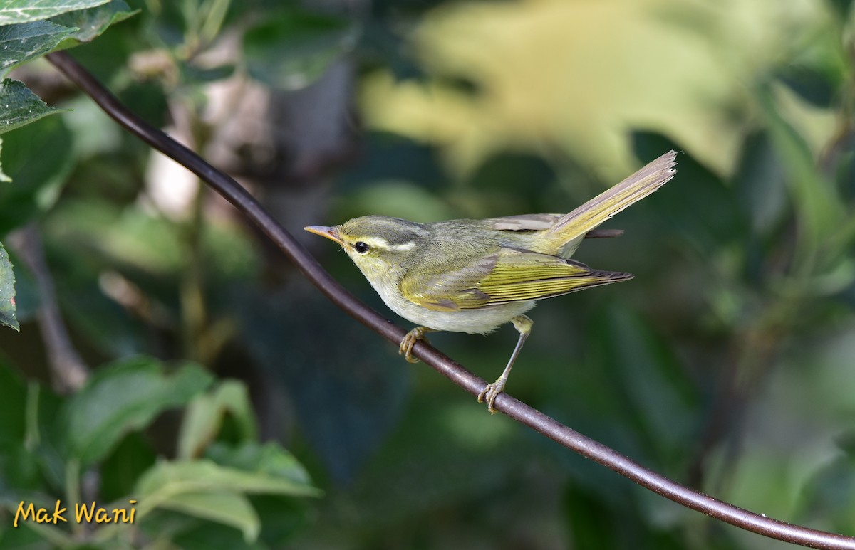 Western Crowned Warbler - ML621422745