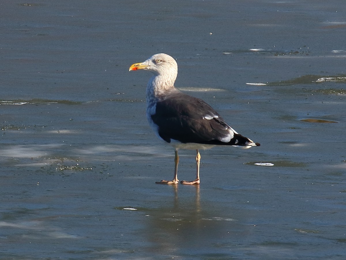 Lesser Black-backed Gull - Mark E Land