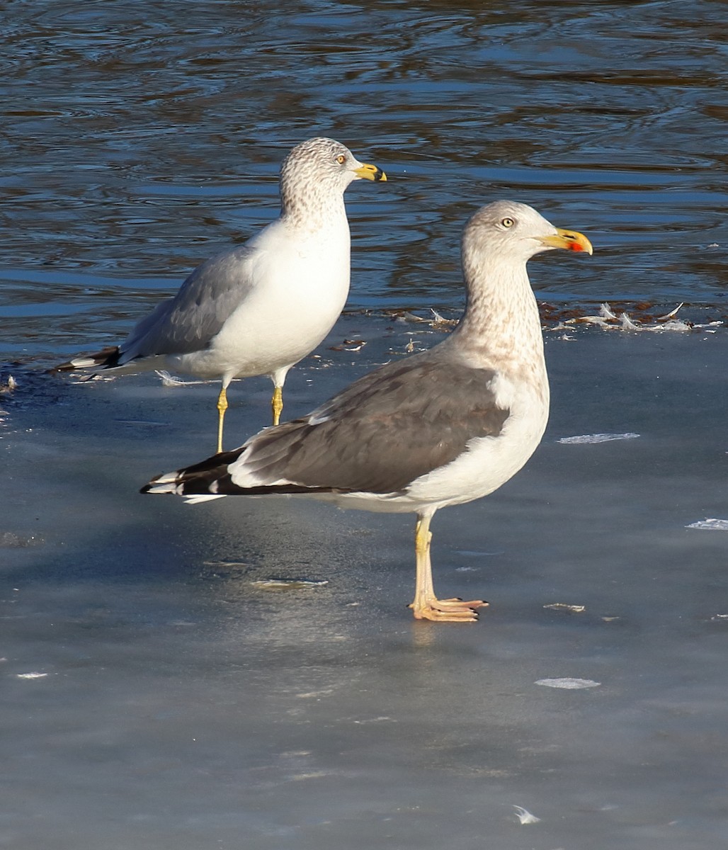 Lesser Black-backed Gull - ML621422767