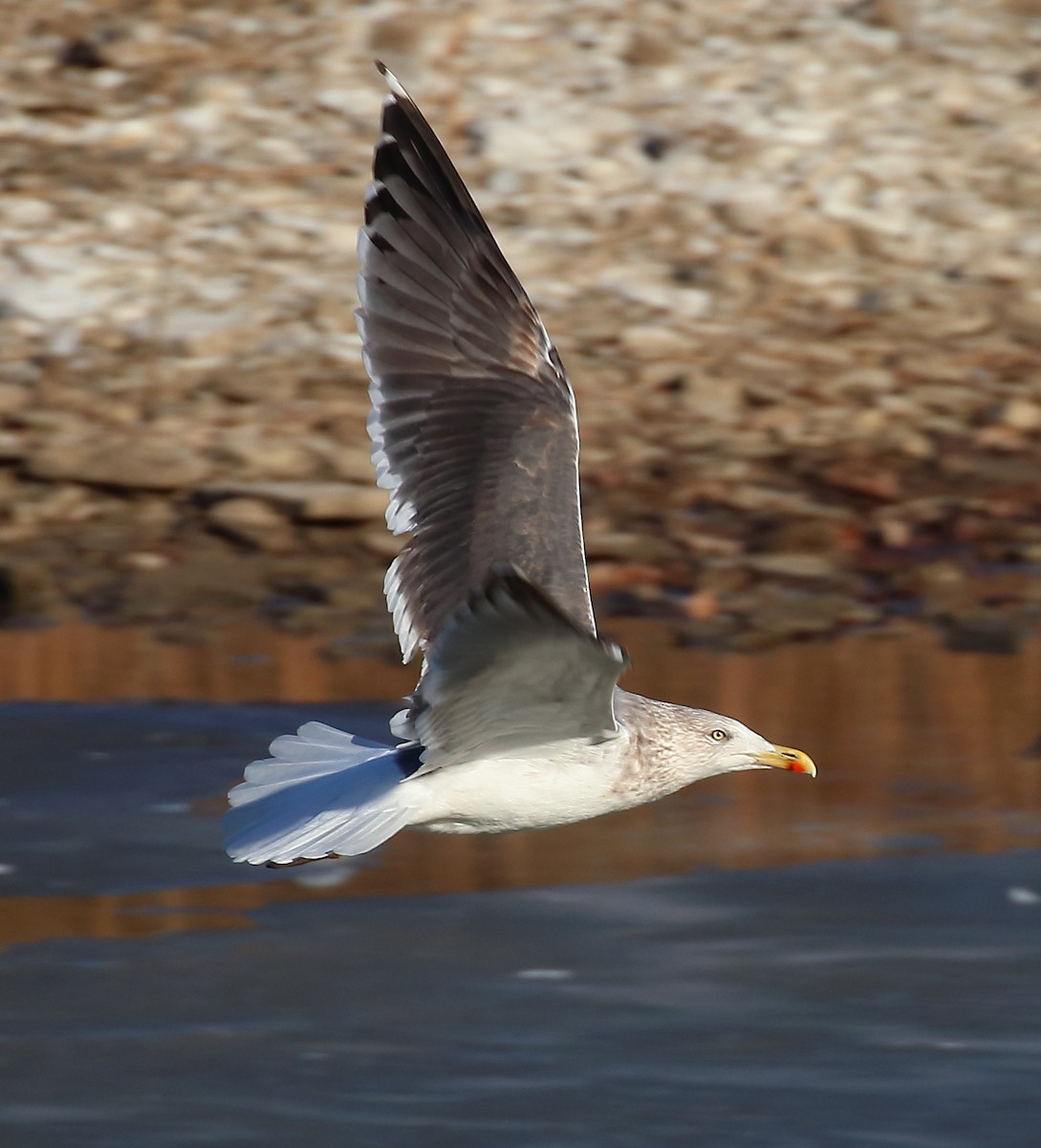 Lesser Black-backed Gull - ML621422803