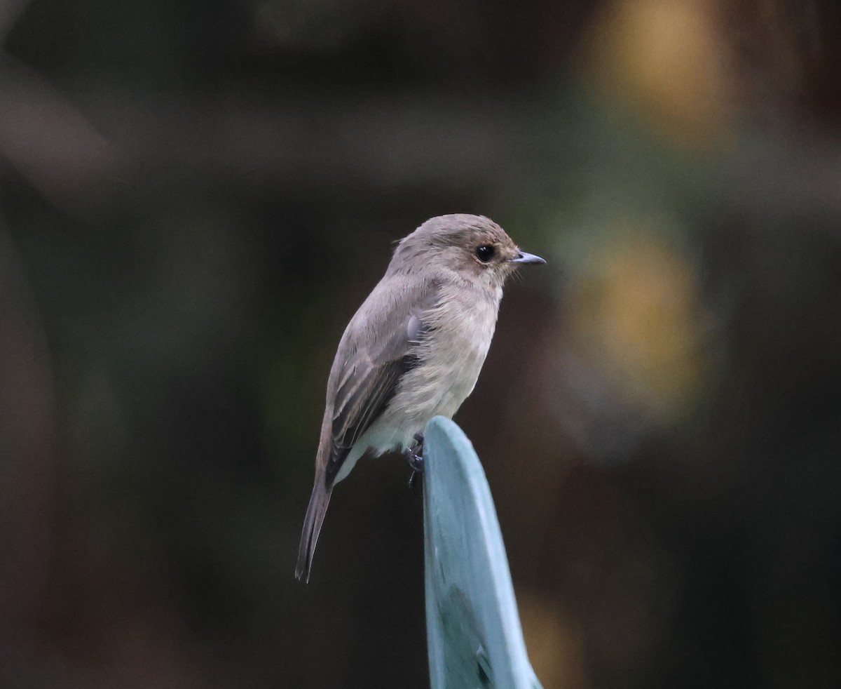 African Dusky Flycatcher - ML621422833