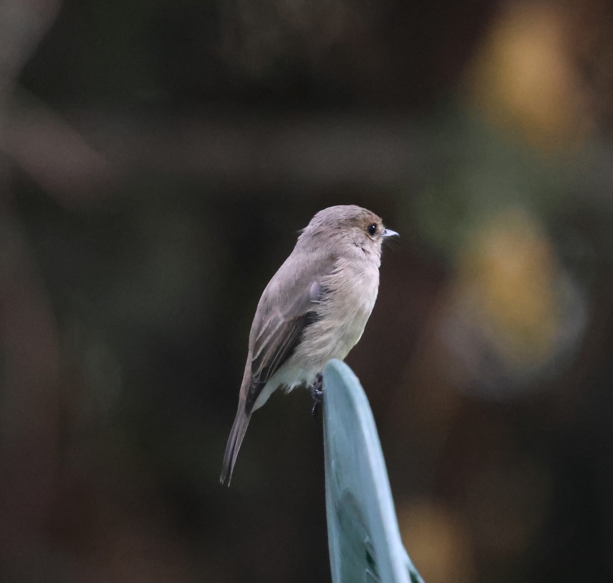 African Dusky Flycatcher - ML621422854