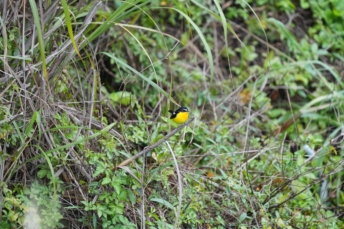 Gobemouche à croupion jaune - ML621422855