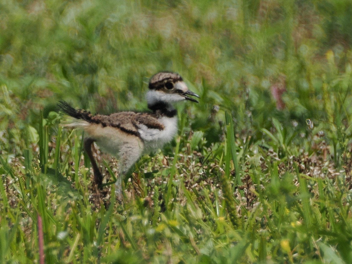 Killdeer - ML621422975