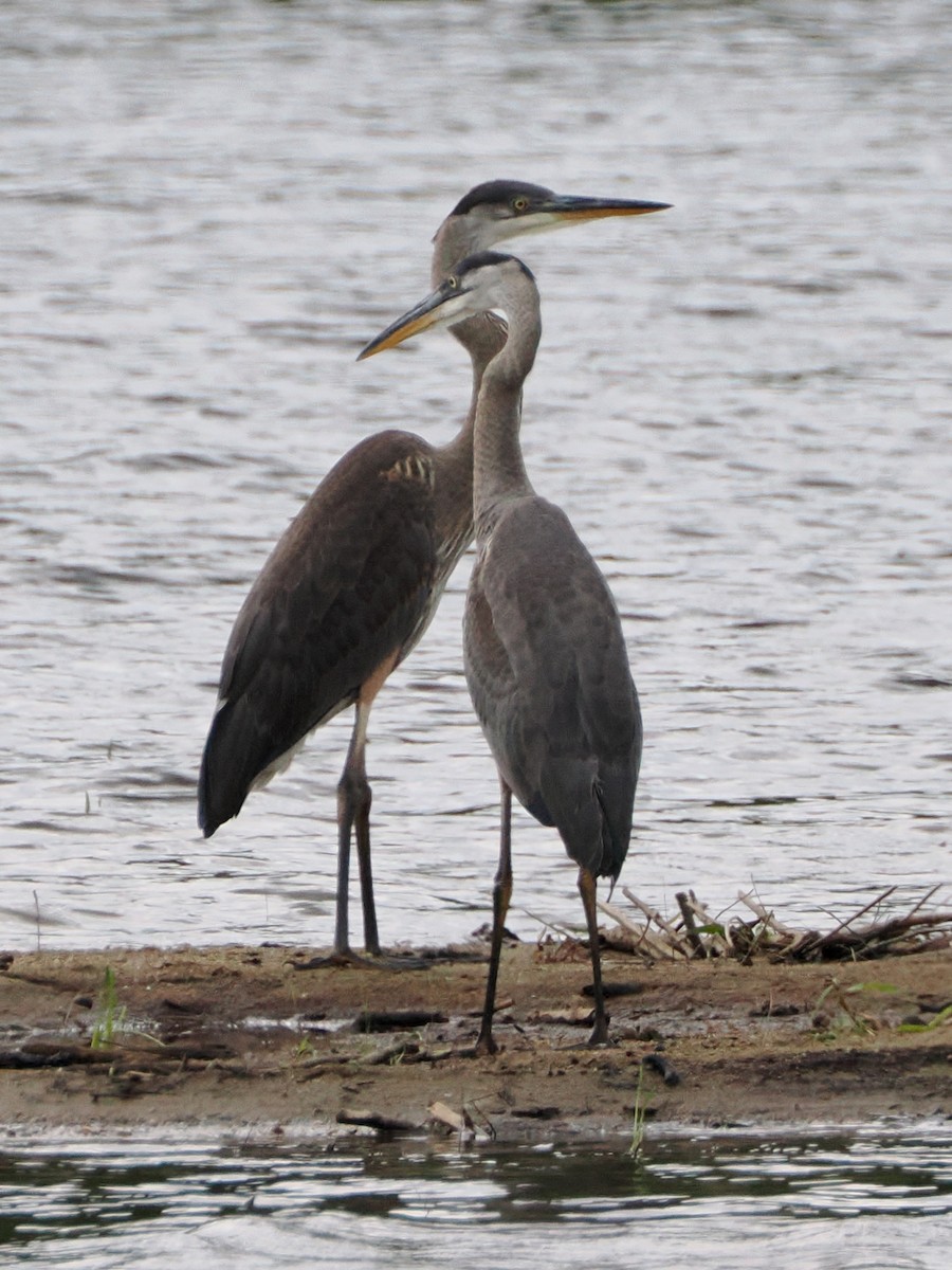 Great Blue Heron (Great Blue) - ML621422983