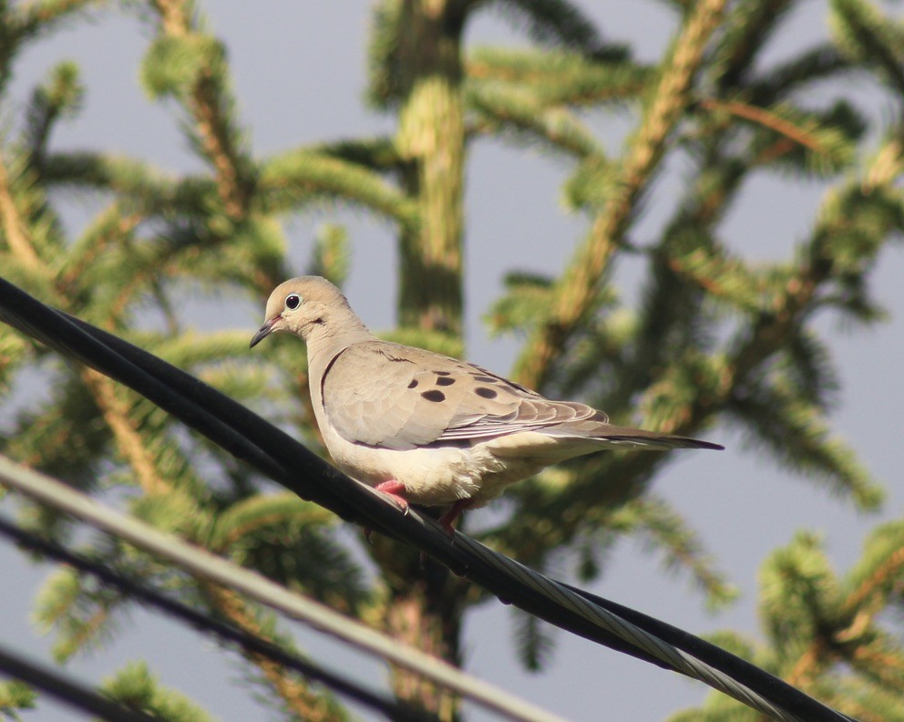 Mourning Dove - ML621423067