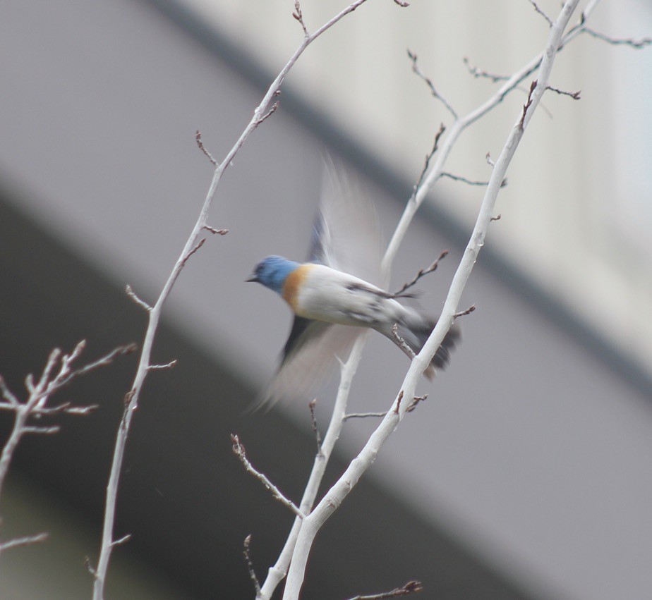 Lazuli Bunting - ML621423094