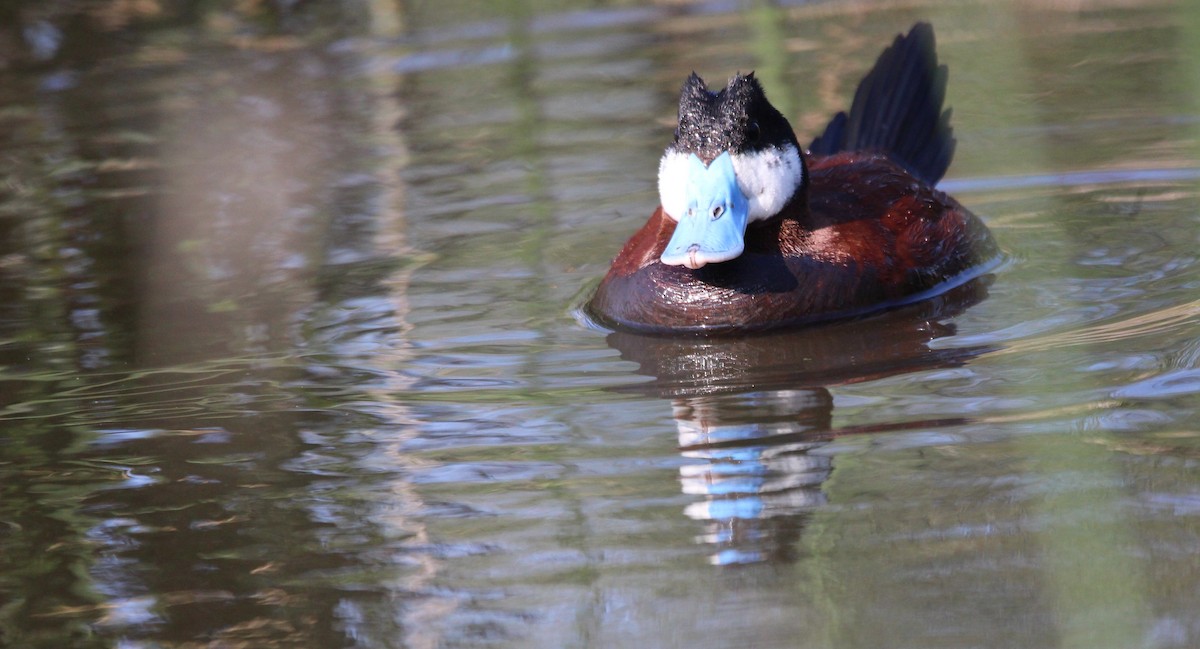 Ruddy Duck - ML621423142