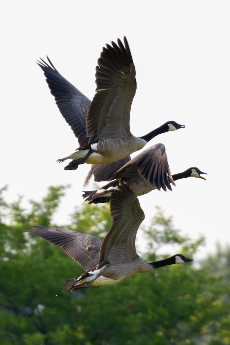 Canada Goose - ML621423149