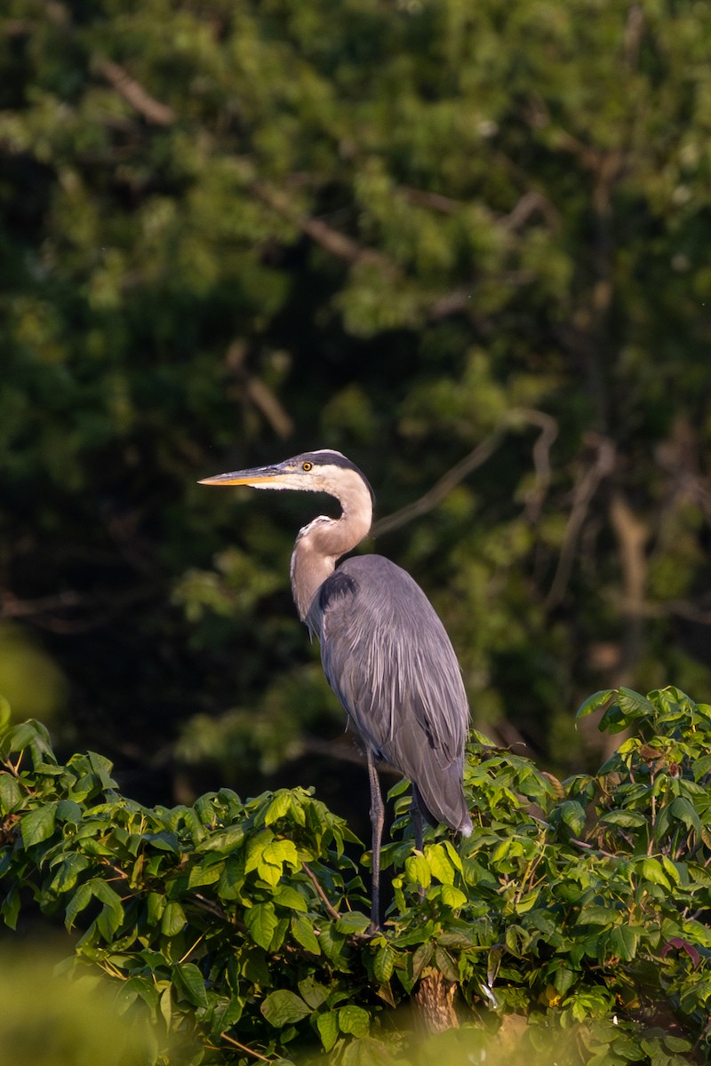 Great Blue Heron - ML621423160