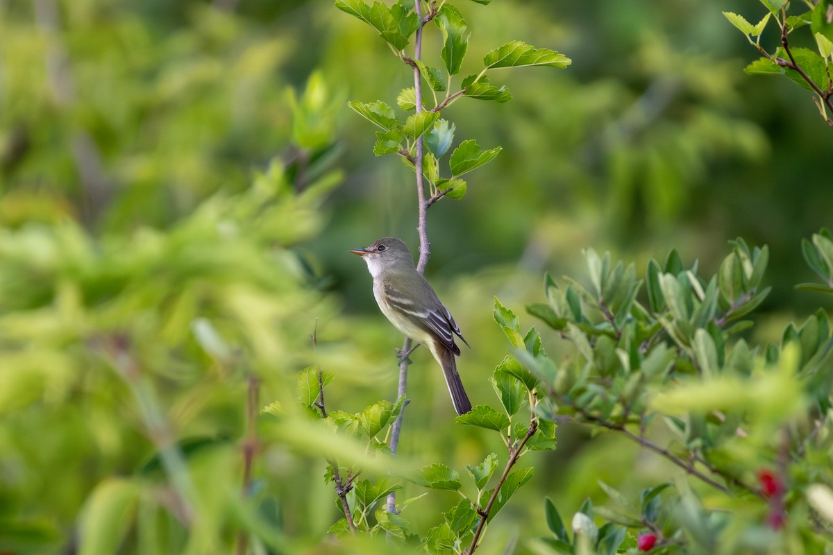 Willow Flycatcher - ML621423166