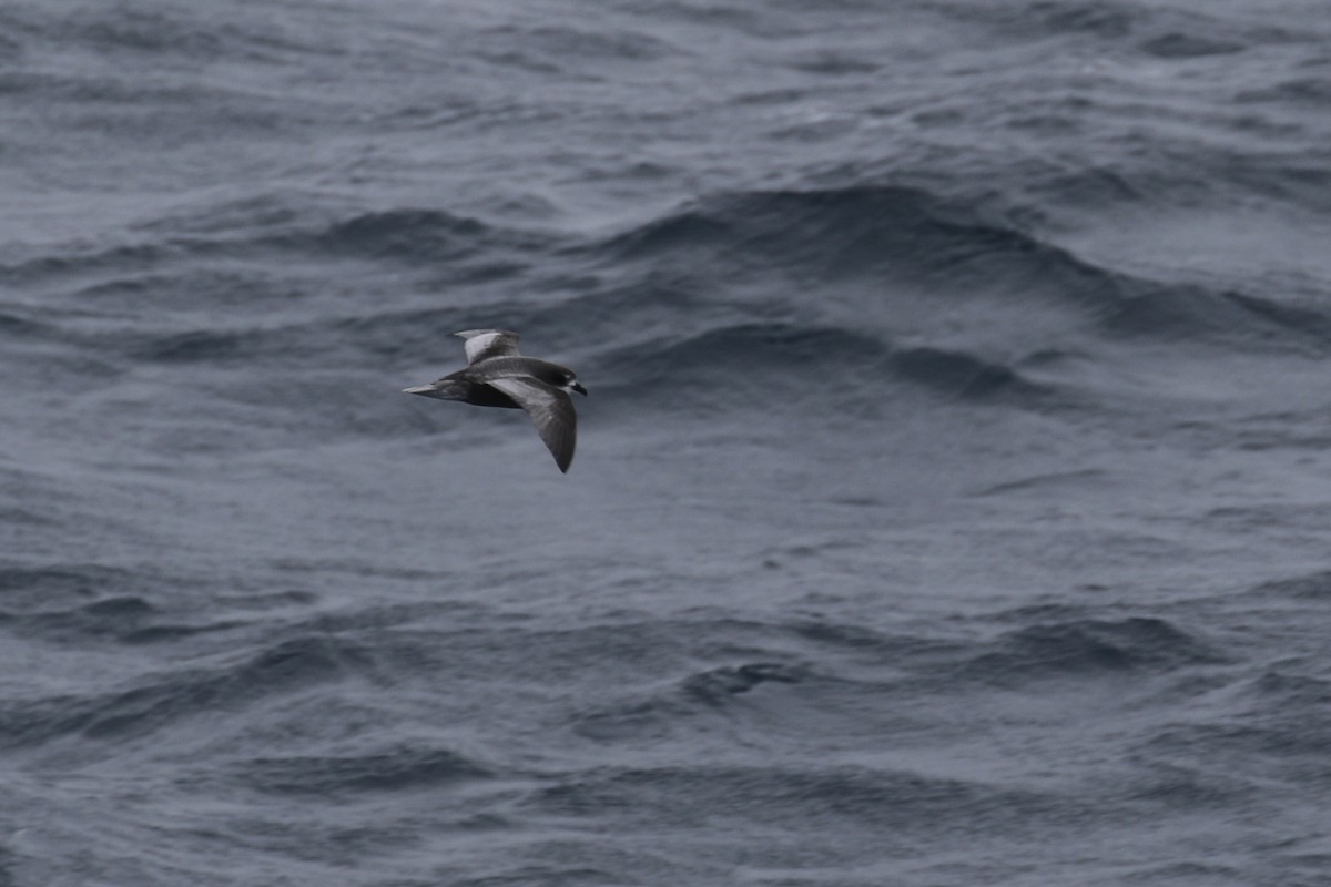 Mottled Petrel - Sabrina Hepburn