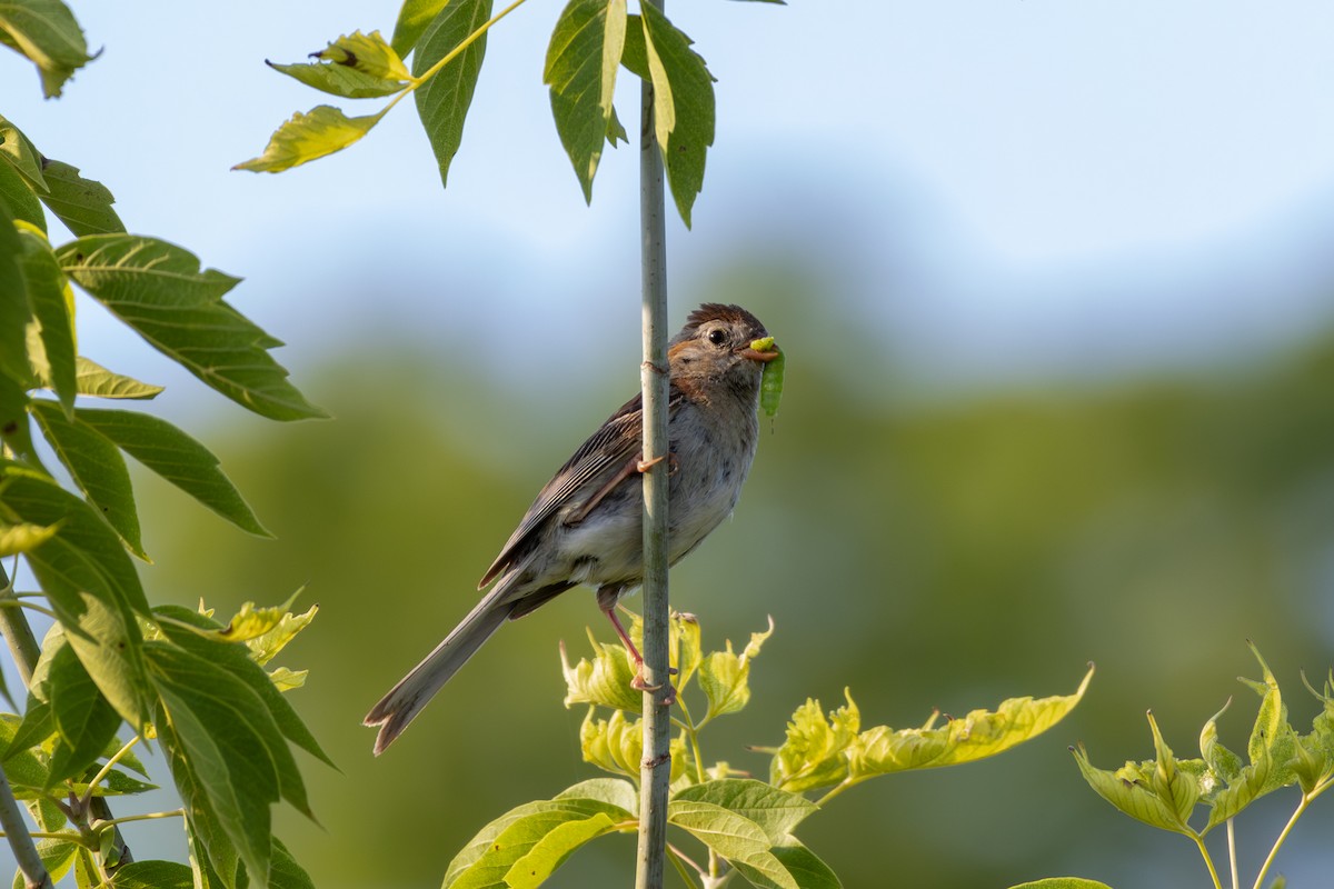 Field Sparrow - ML621423180