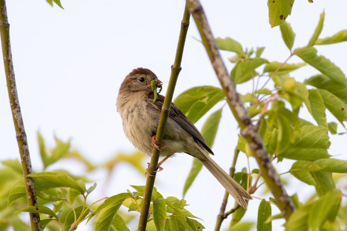 Field Sparrow - ML621423181